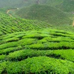 ech_tea_plant_b