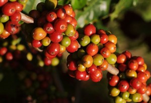 iStock_coffee_plant iStock_coffee_plant