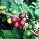 tree_of_coffee